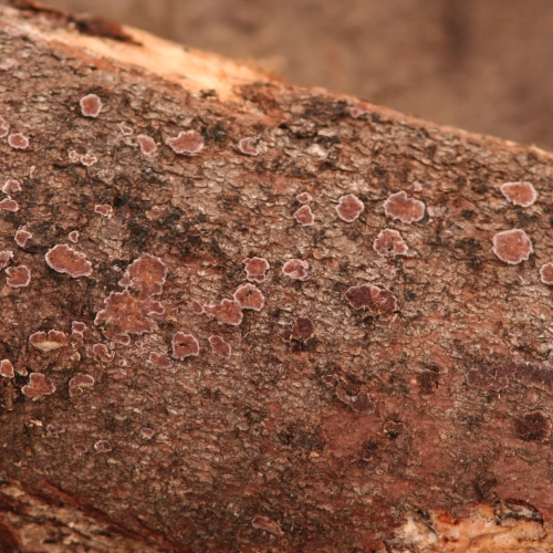 Ryhovec jedľov&yacute;