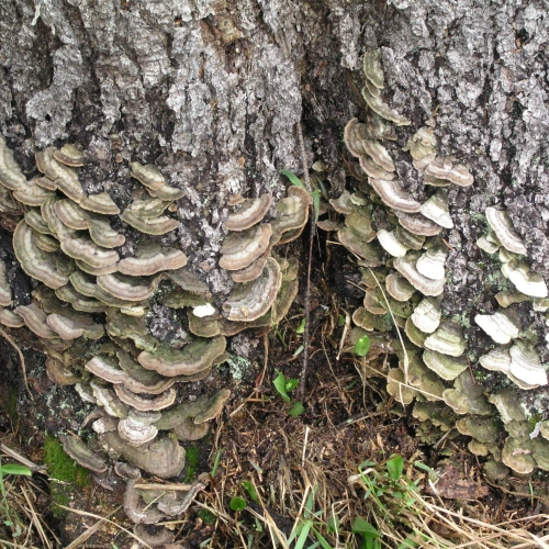 Ryhovec jedľov&yacute;