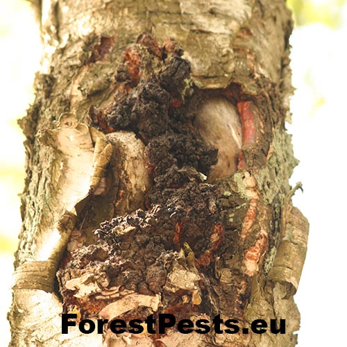 Ry&scaron;avec &scaron;ikm&yacute;