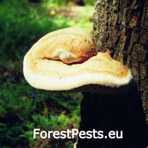 Ry&scaron;avec slziaci