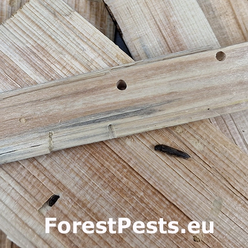 Serropalpus barbatus