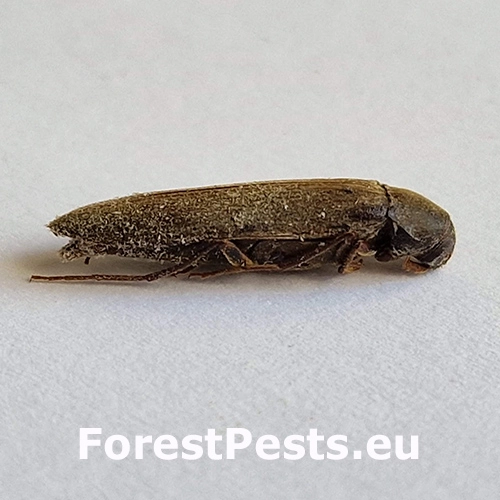 Serropalpus barbatus