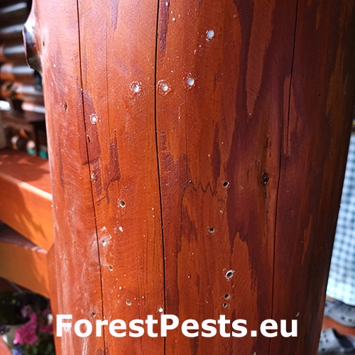 Serropalpus barbatus