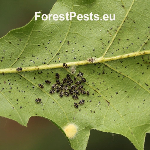 Sietnička dubov&aacute;