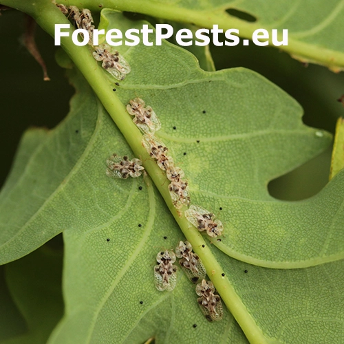 Sietnička dubov&aacute;