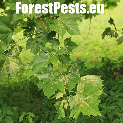 Sietnička platanov&aacute;