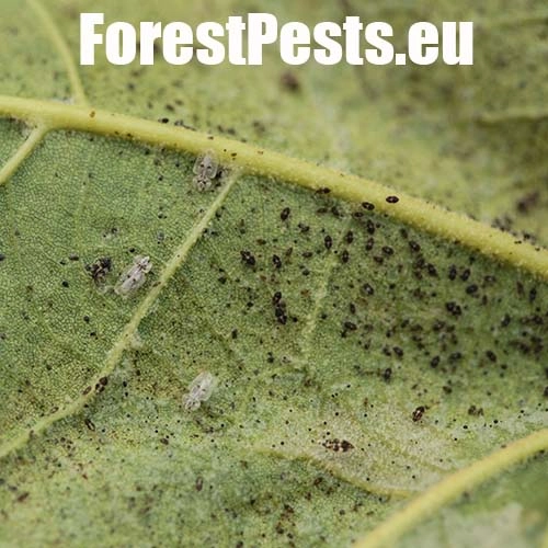 Sietnička platanov&aacute;