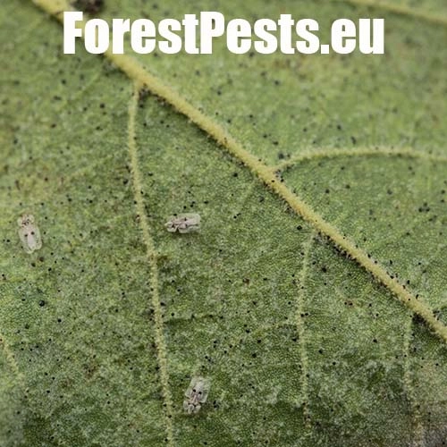 Sietnička platanov&aacute;