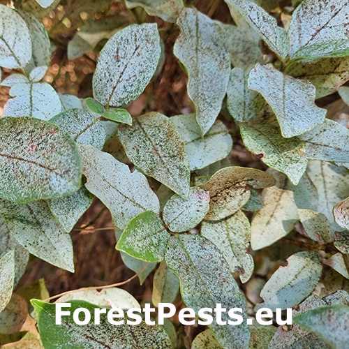 Sietnička Stephanitis lauri
