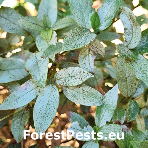 Sietnička Stephanitis lauri