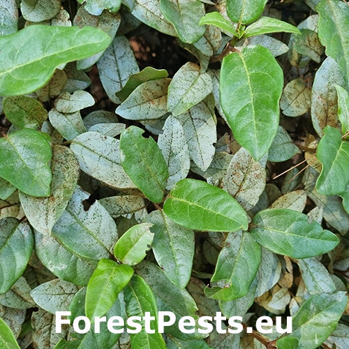 Sietnička Stephanitis lauri