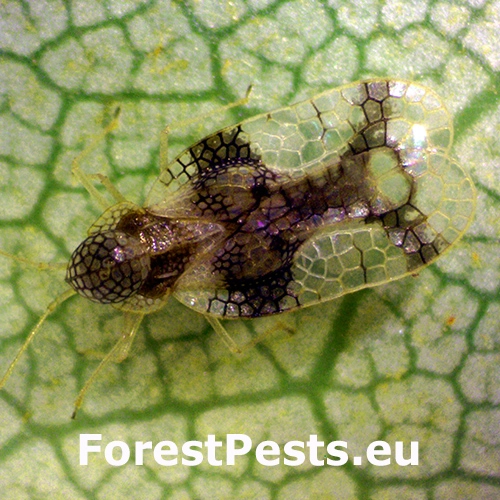 Sietnička Stephanitis takeyai