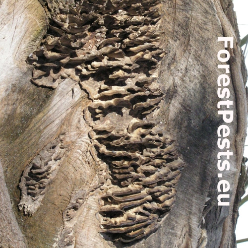 Sivop&oacute;rovka tmav&aacute;