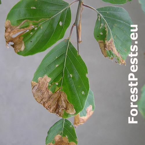 Sk&aacute;kač bukov&yacute;