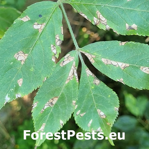 &Scaron;kvrnitosť listov bazy