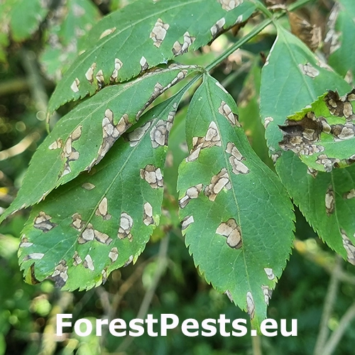 &Scaron;kvrnitosť listov bazy