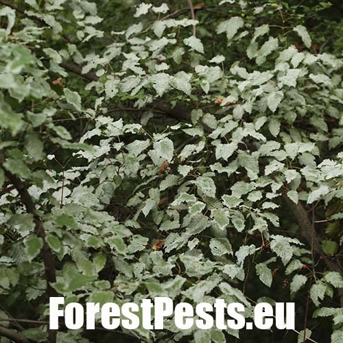 &Scaron;pir&aacute;lovka Tulasneova