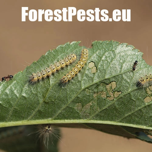 Spriadač americk&yacute;