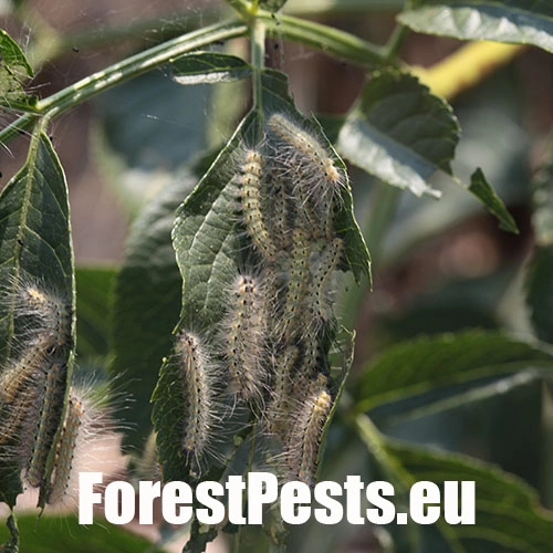 Spriadač americk&yacute;