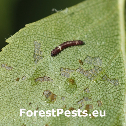 Srpokr&iacute;dlovec jel&scaron;ov&yacute;