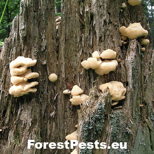 &Scaron;ťavnatec smrekov&yacute;