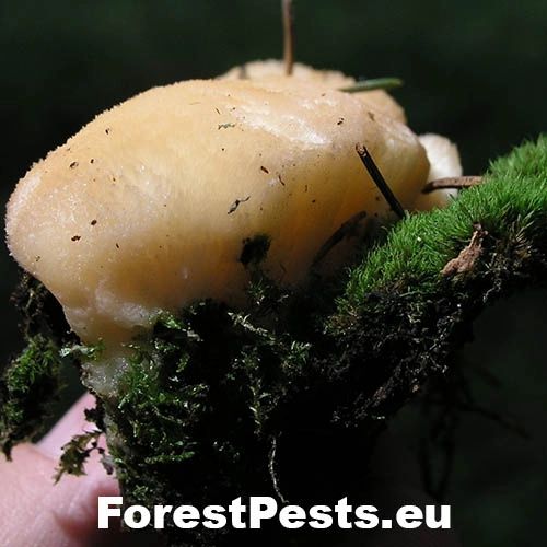 &Scaron;ťavnatec smrekov&yacute;