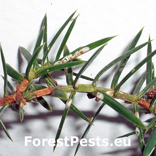 &Scaron;t&iacute;tnička borievkov&aacute;