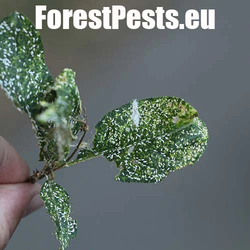 &Scaron;t&iacute;tnička br&scaron;lenov&aacute;