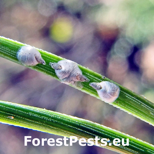 &Scaron;t&iacute;tnička Leucaspis lowi