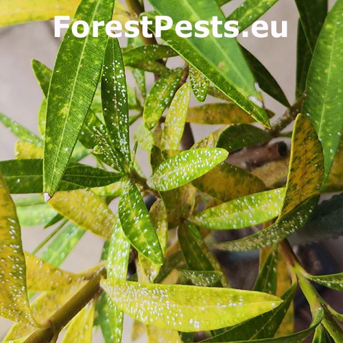 &Scaron;t&iacute;tnička oleandrov&aacute;