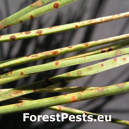 Sypavka červen&aacute;