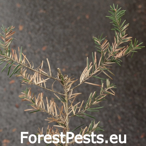 Sypavka jedľov&aacute;