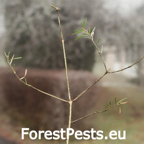 Sypavka jedľov&aacute;