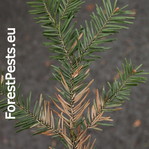 Sypavka jedľov&aacute;