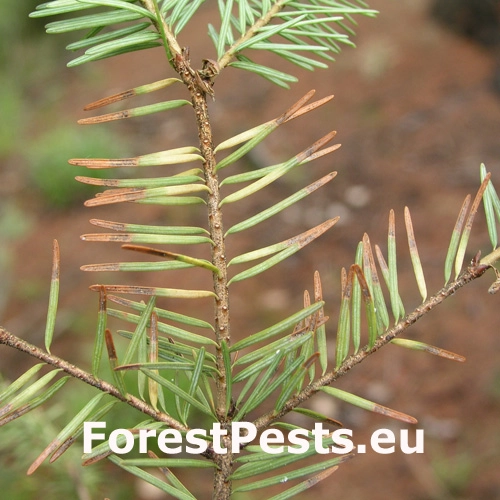 Sypavka &scaron;vajčiarska