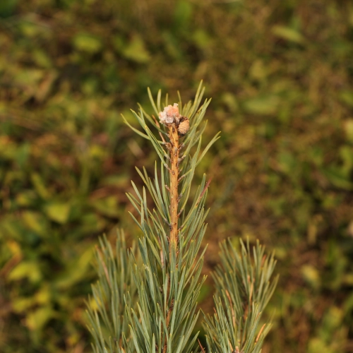 Sypavn&iacute;čka borovicov&aacute;