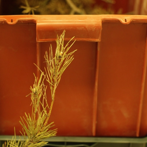 Sypavn&iacute;čka borovicov&aacute;