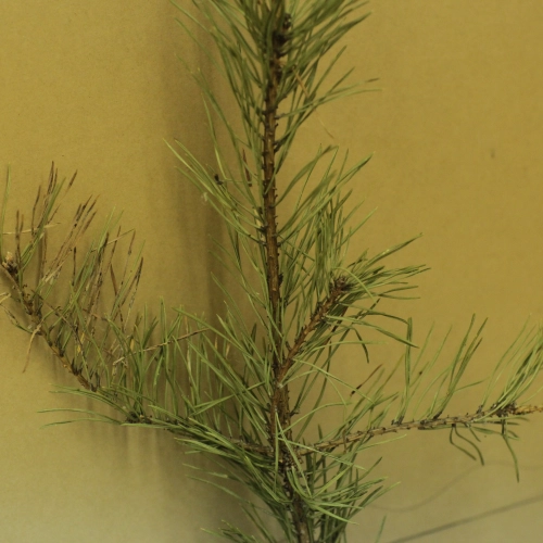 Sypavn&iacute;čka borovicov&aacute;