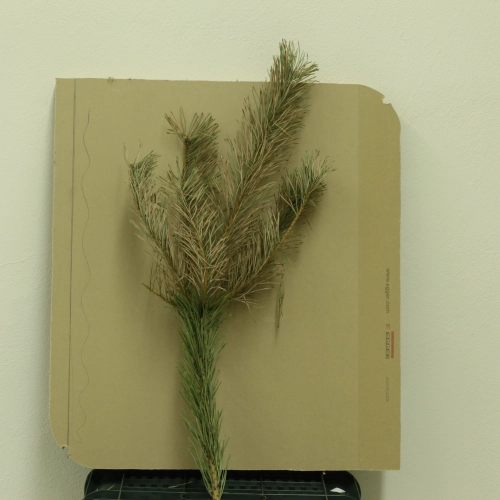 Sypavn&iacute;čka borovicov&aacute;