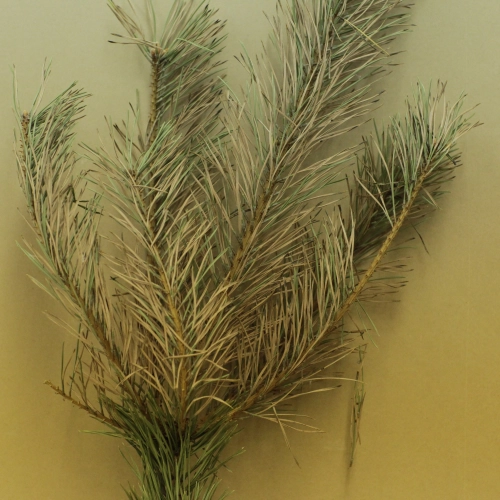 Sypavn&iacute;čka borovicov&aacute;