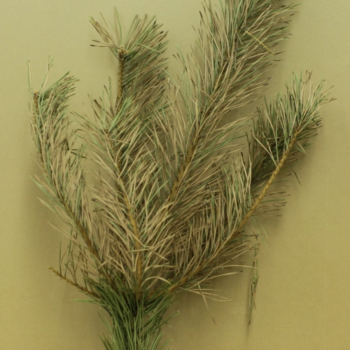 Sypavn&iacute;čka borovicov&aacute;