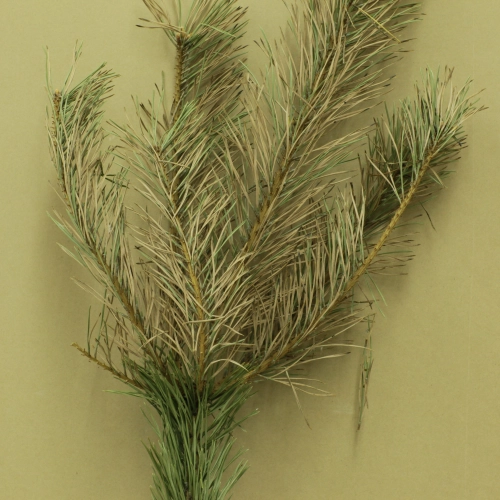 Sypavn&iacute;čka borovicov&aacute;