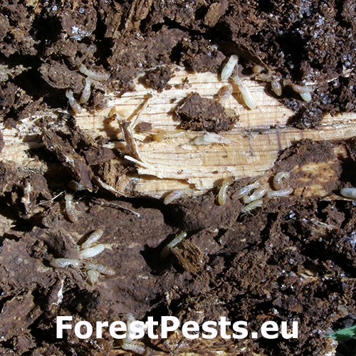 Termit juhoeur&oacute;psky