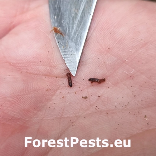 Treptoplatypus oxyurus