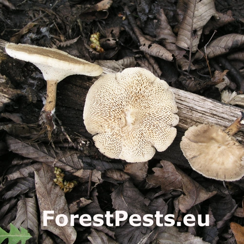 Tr&uacute;dnik pl&aacute;stovit&yacute;