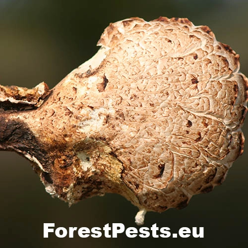 Tr&uacute;dnik &scaron;upinat&yacute;