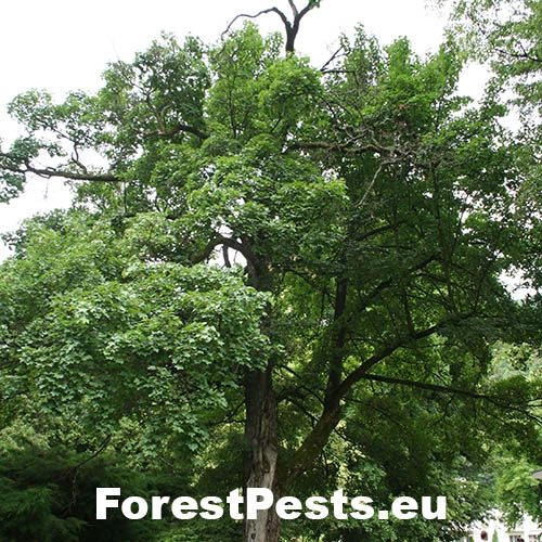 Tr&uacute;dnik &scaron;upinat&yacute;