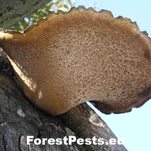 Tr&uacute;dnik &scaron;upinat&yacute;