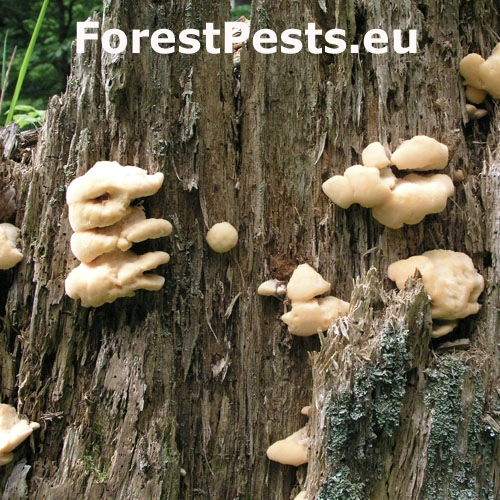 Tvarohovn&iacute;k vank&uacute;&scaron;ovit&yacute;