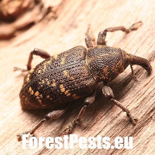 Tvrdoň smrekov&yacute;